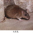 大家鼠 大家鼠