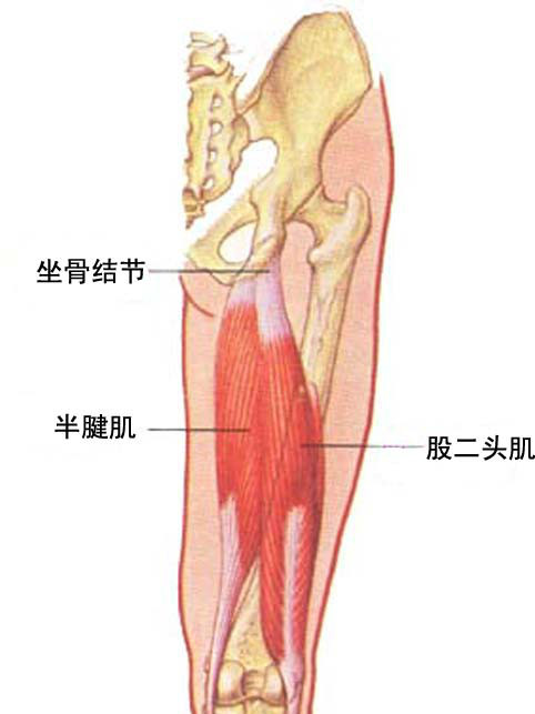 股二頭肌肱肌 股二頭肌肱肌