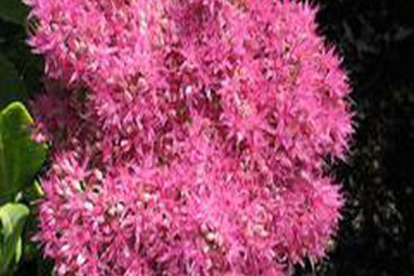 Hylotelephium spectabile \x27Neon\x27 Hylotelephium spectabile \x27Neon\x27