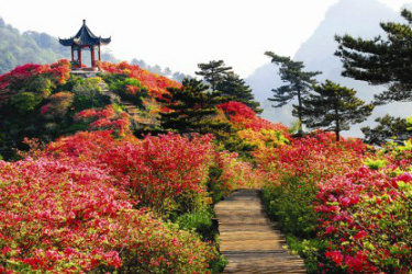 杜鵑花城