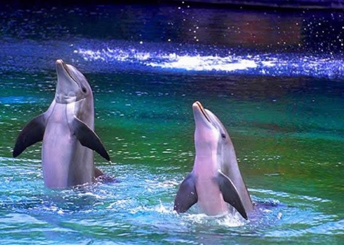 海豚水上世界
