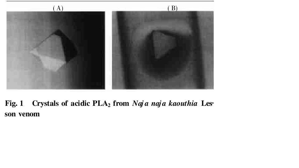 廣西眼鏡蛇毒磷脂酶晶體電鏡照片