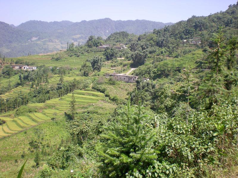 柑樹坪村 柑樹坪村