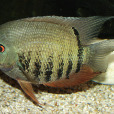 大口英麗魚 大口英麗魚