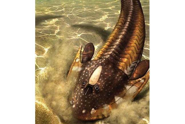 骨甲魚類 骨甲魚類