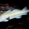 鱈魚(動物)