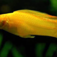 摩利魚 摩利魚