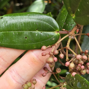 Miconia pachyphylla