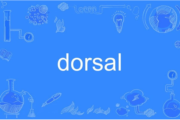 dorsal dorsal