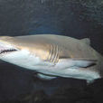 白點虎鯊