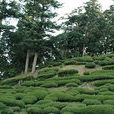 高山茶梨 高山茶梨