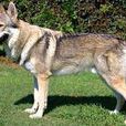 捷克狼犬 捷克狼犬