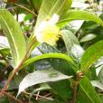 糙果茶 糙果茶