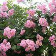 大花密刺薔薇 大花密刺薔薇