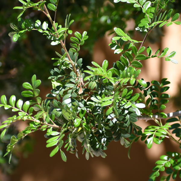 Pistacia mexicana