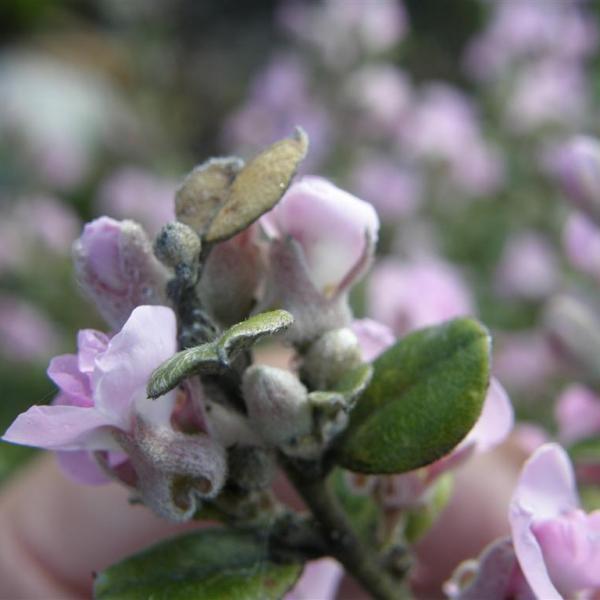Podalyria orbicularis
