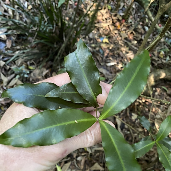 Tapeinosperma repandulum