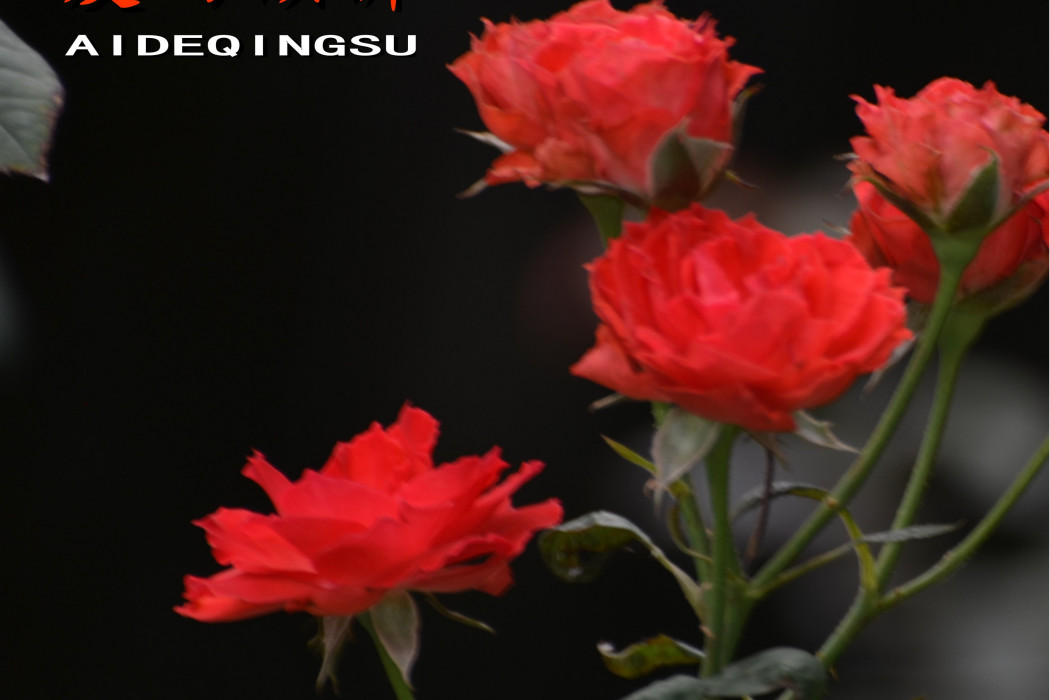 初逢 初逢