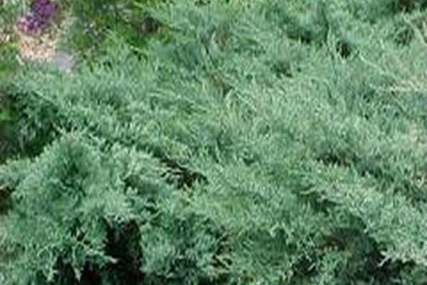Juniperus virginiana \x27Grey Owl\x27