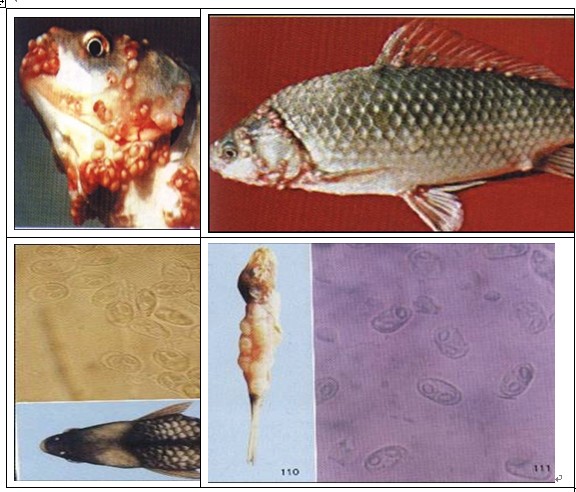 魚類孢子蟲病