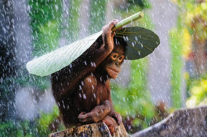紅毛猩猩用芭蕉葉避雨