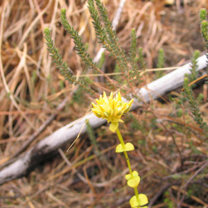 Sebaea brachyphylla