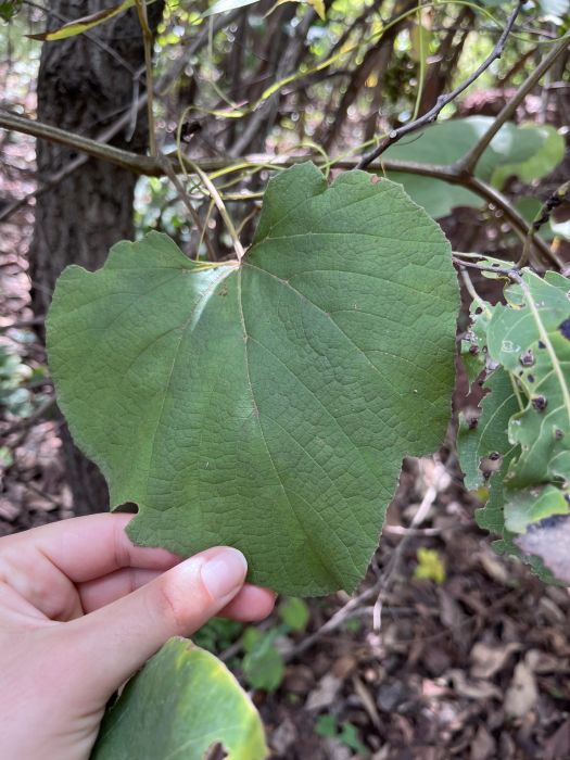 Ampelocissus leonensis Ampelocissus leonensis