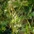 大針茅 大針茅