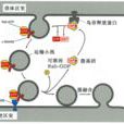 小泡運輸 小泡運輸