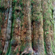 檜木