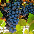 Shiraz Shiraz