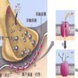 EPSP(興奮性突觸後電位) EPSP(興奮性突觸後電位)
