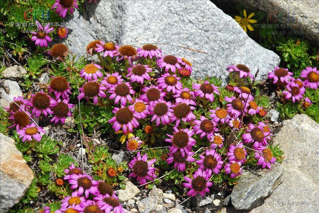 扁芒菊屬 扁芒菊屬