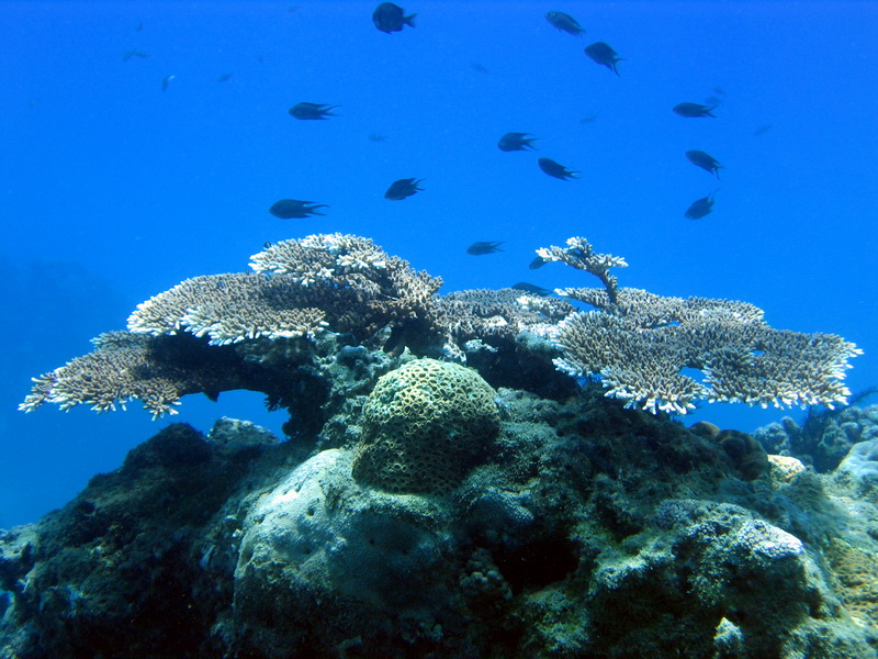 珊瑚礁(2003年上映紀錄片)