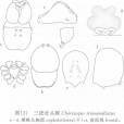 三疣壯頭蛛 三疣壯頭蛛