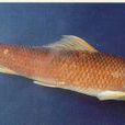 金邊雙孔魚 金邊雙孔魚