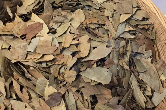 老蔭茶(樟茶) 老蔭茶(樟茶)