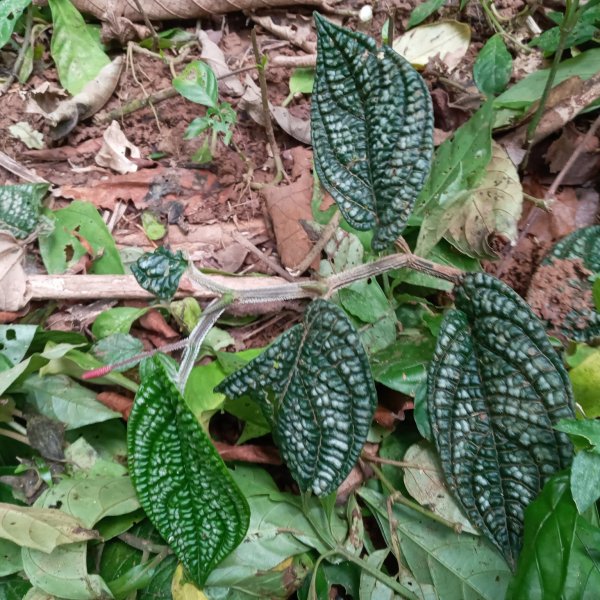 Piper perbrevicaule