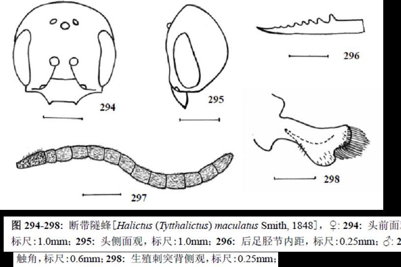 斷帶隧蜂 斷帶隧蜂