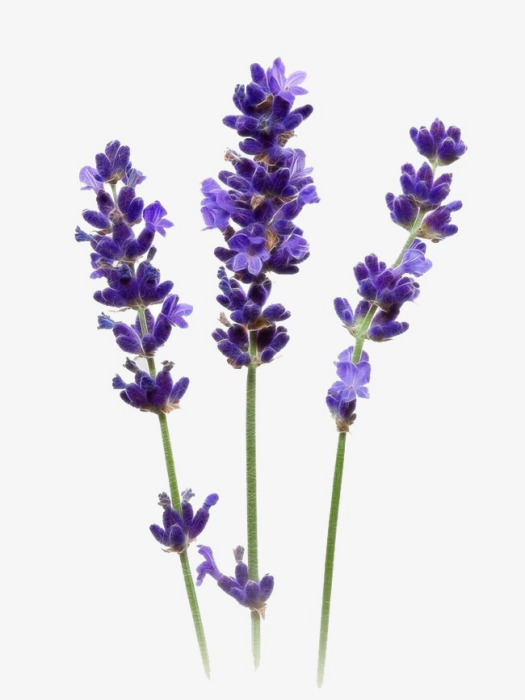 唇形花冠 唇形花冠