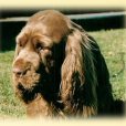 塞式獵犬 塞式獵犬