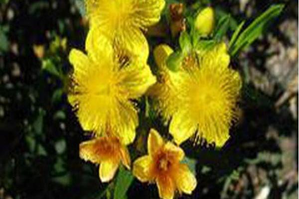 Hypericum kalmianum \x27Deppe\x27 SUNNY BOULEVARD Hypericum kalmianum \x27Deppe\x27 SUNNY BOULEVARD