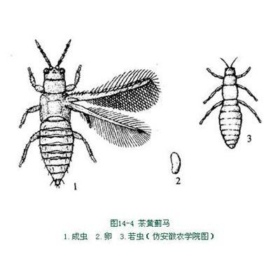 茶黃薊馬