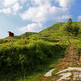 大嶺古道(平陽騰蛟鎮鳳巢社區) 大嶺古道(平陽騰蛟鎮鳳巢社區)