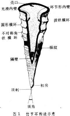 竹節石綱