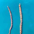 柱香菌 柱香菌
