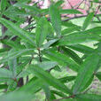 櫟屬(植物物種)