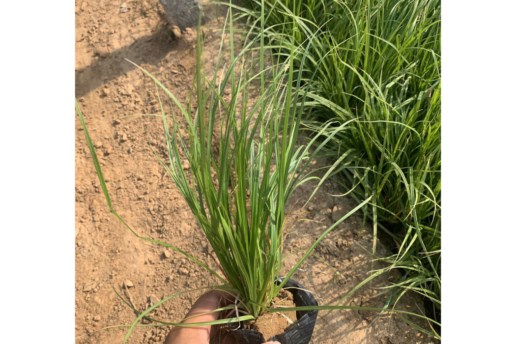 帽兒山苔草 帽兒山苔草