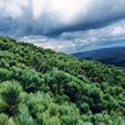 老白山 老白山
