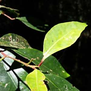 Pterocelastrus rostratus